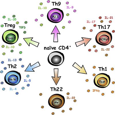 Protective and Regenerative Roles of T Cells in Central Nervous System Disorders